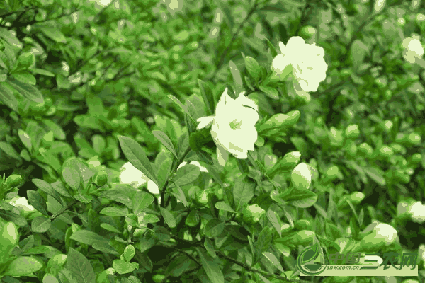 种植栀子花**适宜的生长环境 栀子花生长对环境的要求